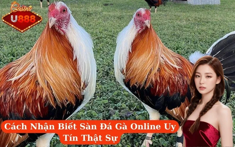 Cách Nhận Biết Sàn Đá Gà Online Uy Tín Thật Sự