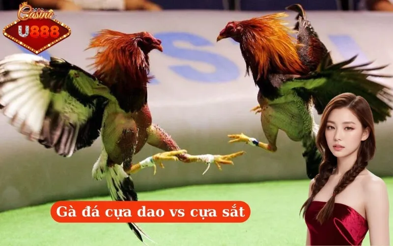 Gà đá cựa dao vs cựa sắt