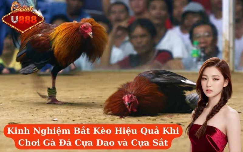 Kinh Nghiệm Bắt Kèo Hiệu Quả Khi Chơi Gà Đá Cựa Dao và Cựa Sắt
