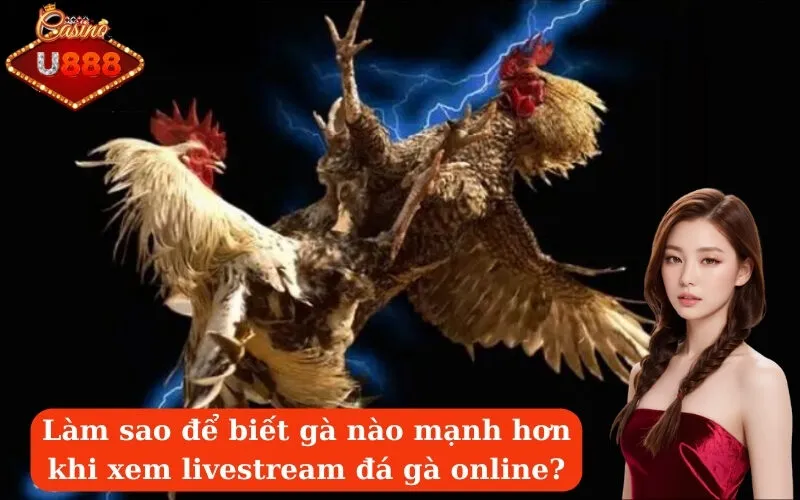 Làm sao để biết gà nào mạnh hơn khi xem livestream đá gà online