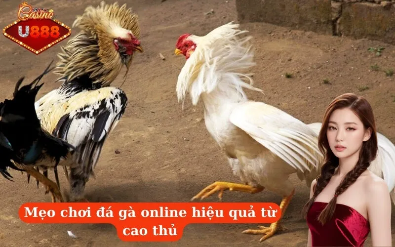 Mẹo chơi đá gà online hiệu quả từ cao thủ