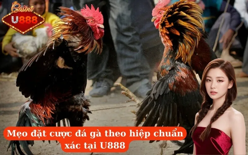 Mẹo đặt cược đá gà theo hiệp chuẩn xác tại U888