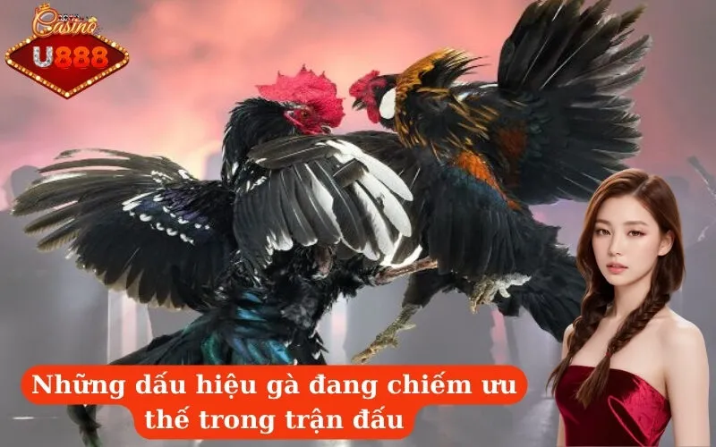 Những dấu hiệu gà đang chiếm ưu thế trong trận đấu