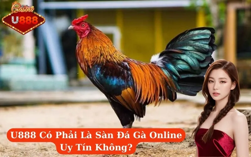 U888 Có Phải Là Sàn Đá Gà Online Uy Tín Không